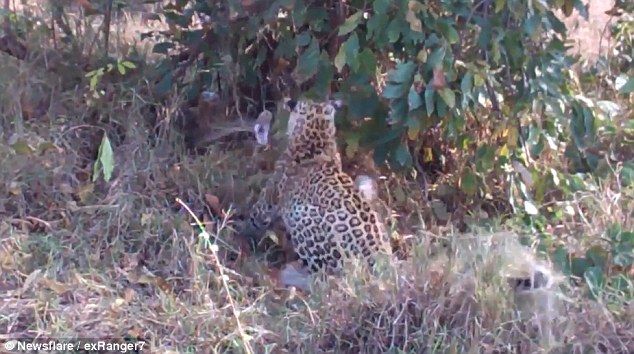 史詩(shī)決斗！豹媽媽為保護(hù)幼崽與巨蟒激戰(zhàn)（圖）