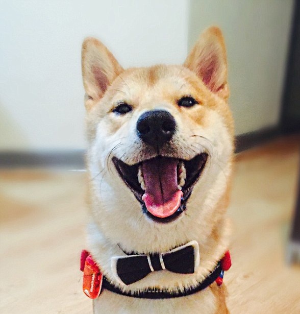 愛看電視的狗狗長什么樣？香港一柴犬被稱最像人類的狗【組圖】