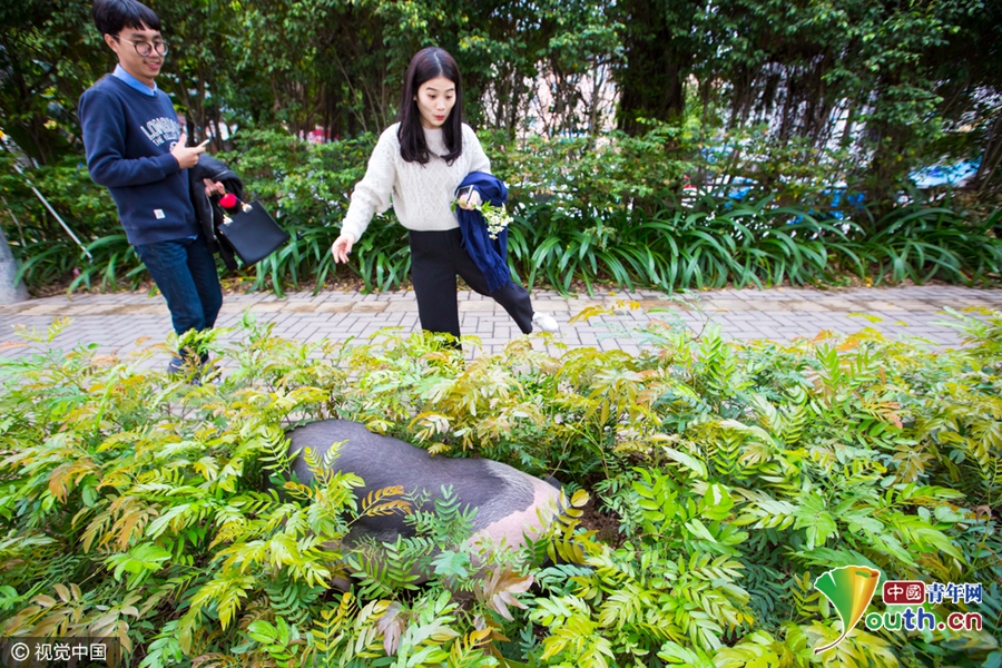 廣州被棄寵物豬吃百家飯 村民喜愛成“明星”
