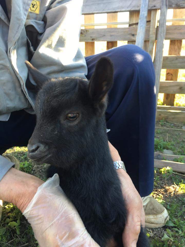 日本國道沿線“人氣王”黑羊羔失蹤 網友轉發幫尋羊(組圖)