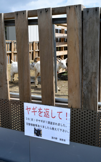 日本國道沿線“人氣王”黑羊羔失蹤 網(wǎng)友轉(zhuǎn)發(fā)幫尋羊(組圖)