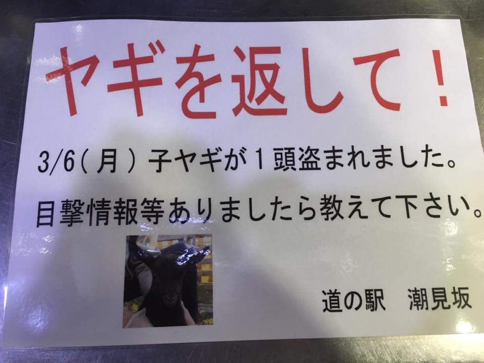 日本國道沿線“人氣王”黑羊羔失蹤 網友轉發幫尋羊(組圖)