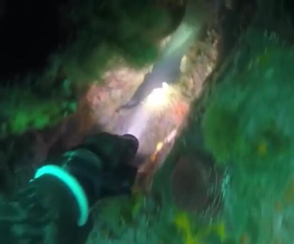 奇魚魚肉竟是藍綠色