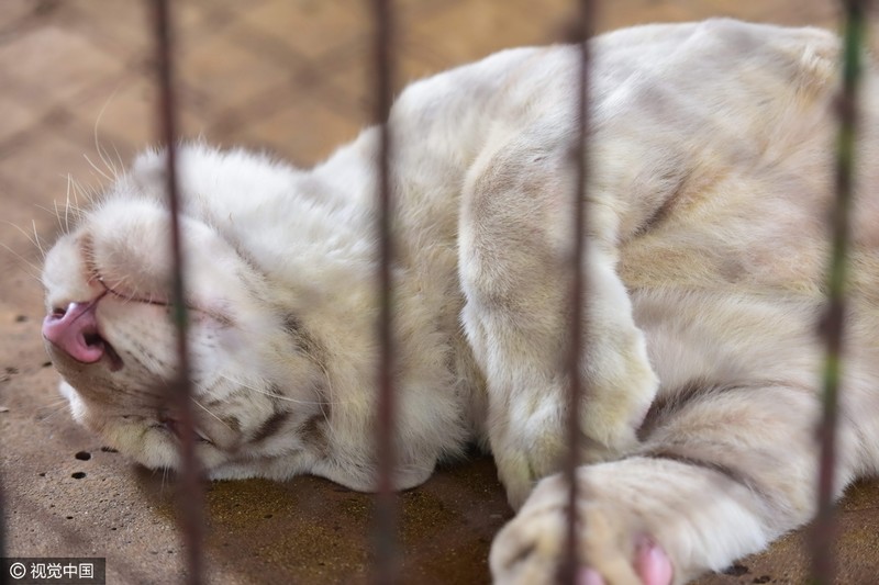 泰國老虎發(fā)春困 籠中打盹似“萌貓”