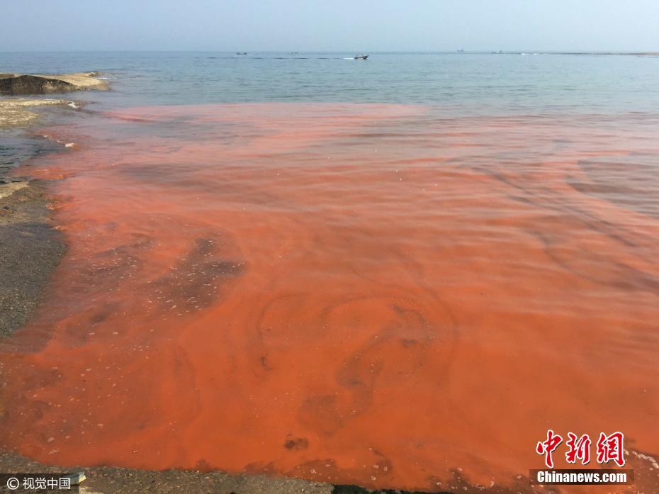 山東日照海邊現“赤潮”現象