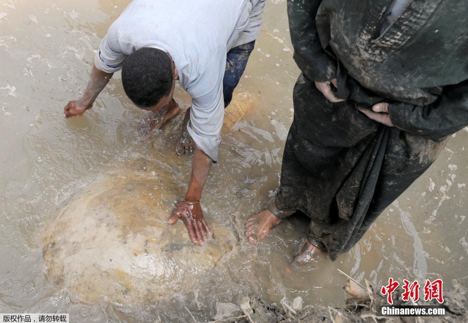 埃及貧民窟現(xiàn)3000年前法老雕像（組圖）