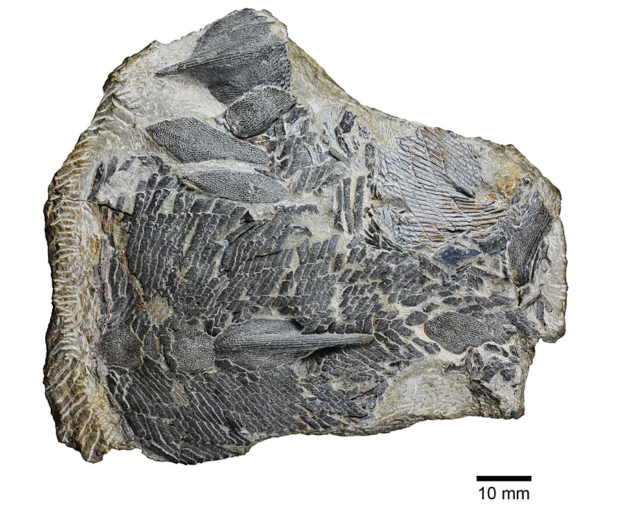 科學(xué)家發(fā)現(xiàn)4.2億年前新種魚化石（圖）