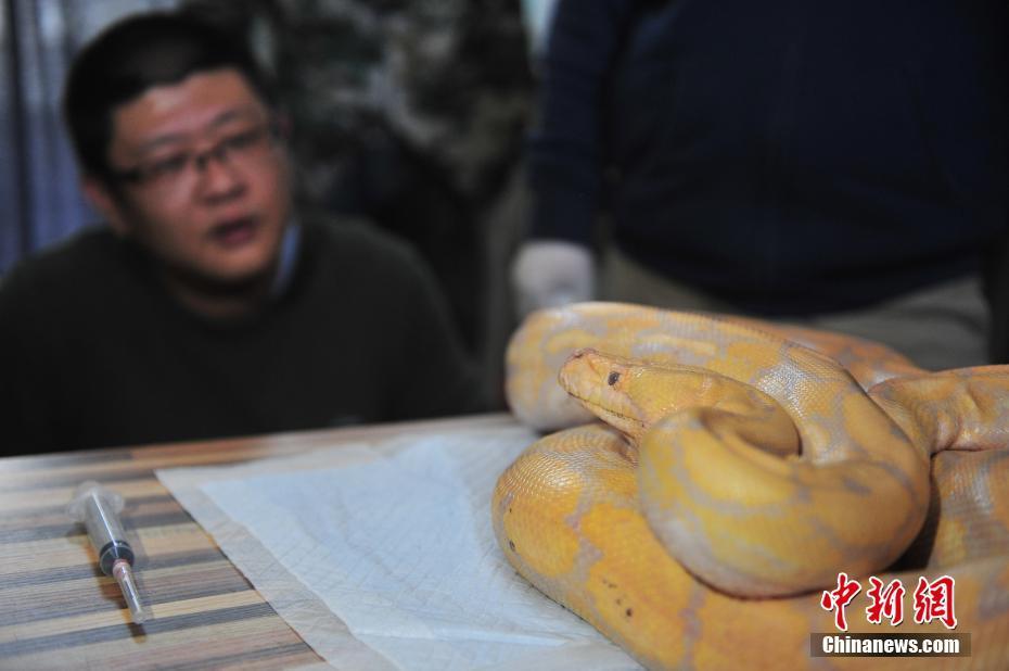 云南野生動(dòng)物園獸醫(yī)對(duì)4米蟒蛇進(jìn)行口腔檢查