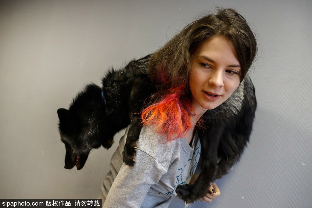 戰斗民族培育新寵物 俄羅斯科學家馴養狐貍乖巧能干