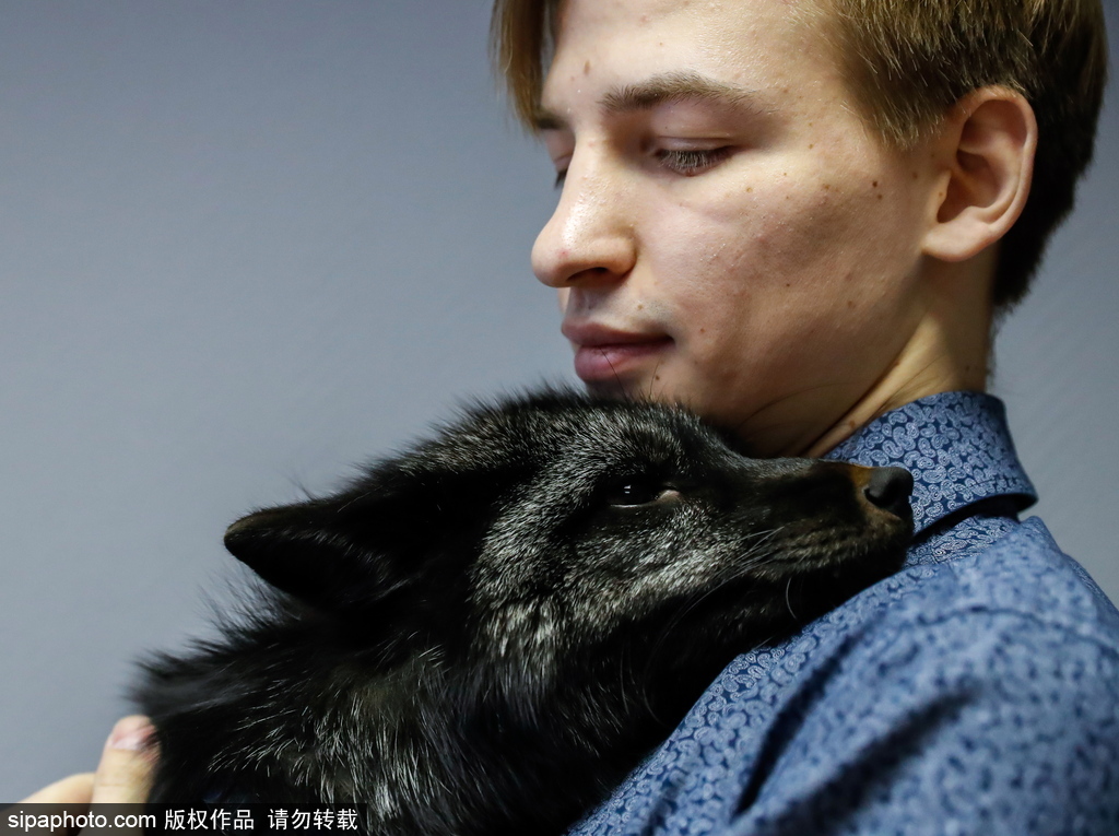 戰斗民族培育新寵物 俄羅斯科學家馴養狐貍乖巧能干