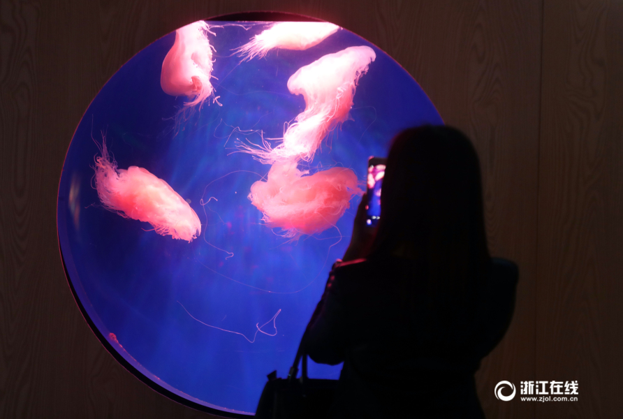 中國濕地博物館舉辦水母展 500多只水母近距離看（組圖）