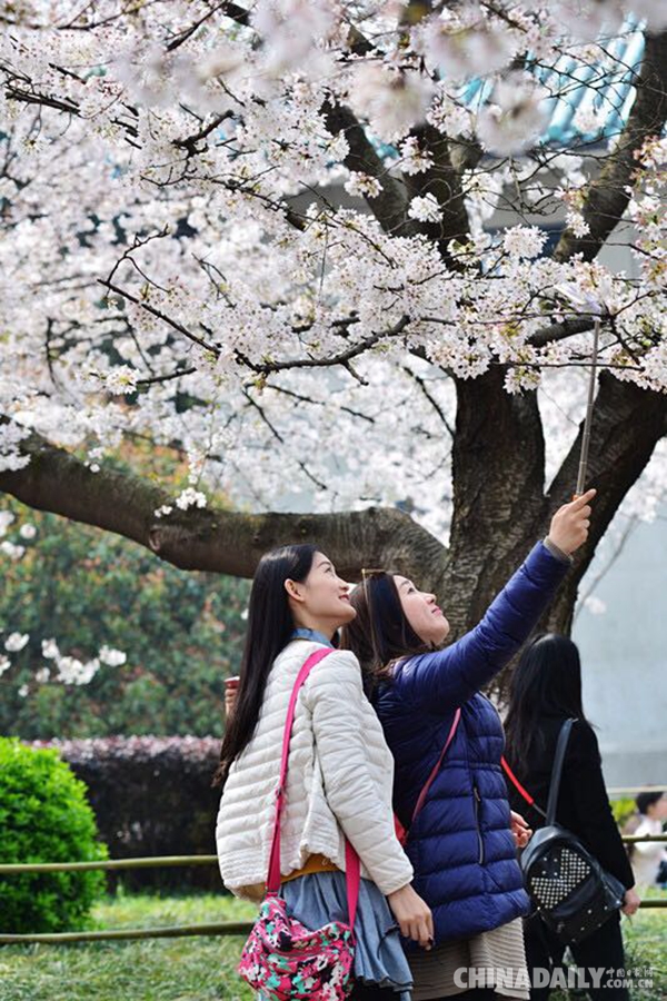 武大賞櫻預(yù)約火熱 每天1.5萬(wàn)預(yù)約名額被秒光