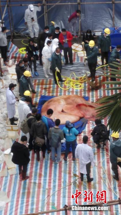 擱淺死亡鯨魚(yú)已懷孕 世界首例發(fā)現(xiàn)抹香鯨胎盤【圖】