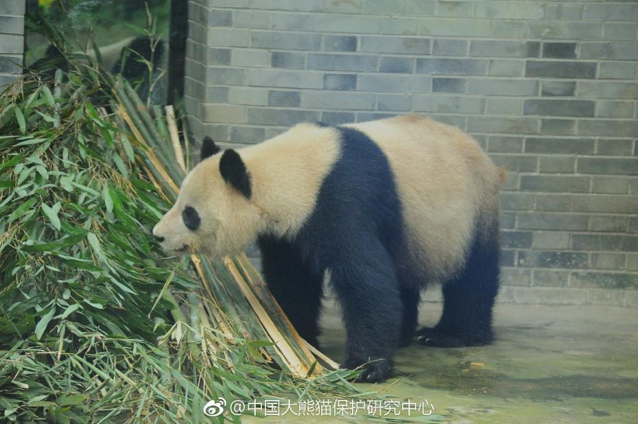 食欲不錯！大熊貓“蜀蘭”回四川開啟養老生活