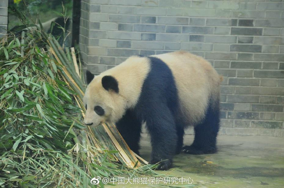 食欲不錯！大熊貓“蜀蘭”回四川開啟養(yǎng)老生活