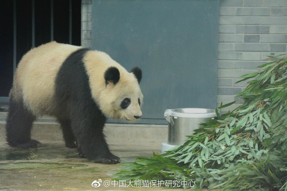 食欲不錯！大熊貓“蜀蘭”回四川開啟養老生活