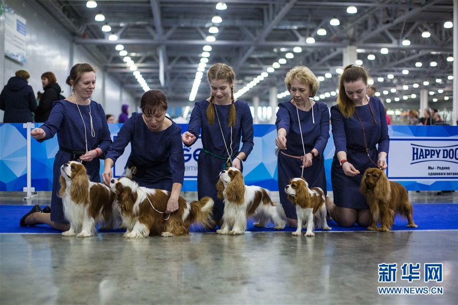 2017亞歐狗展在莫斯科舉行