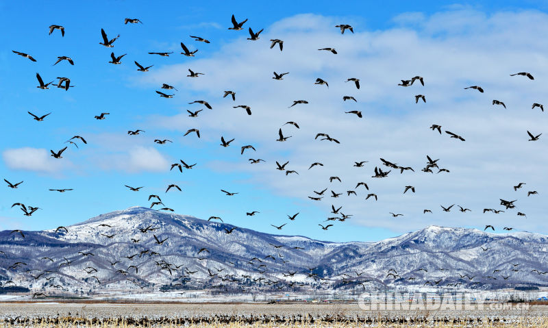 中俄兩國居民攜手賞雁護鳥