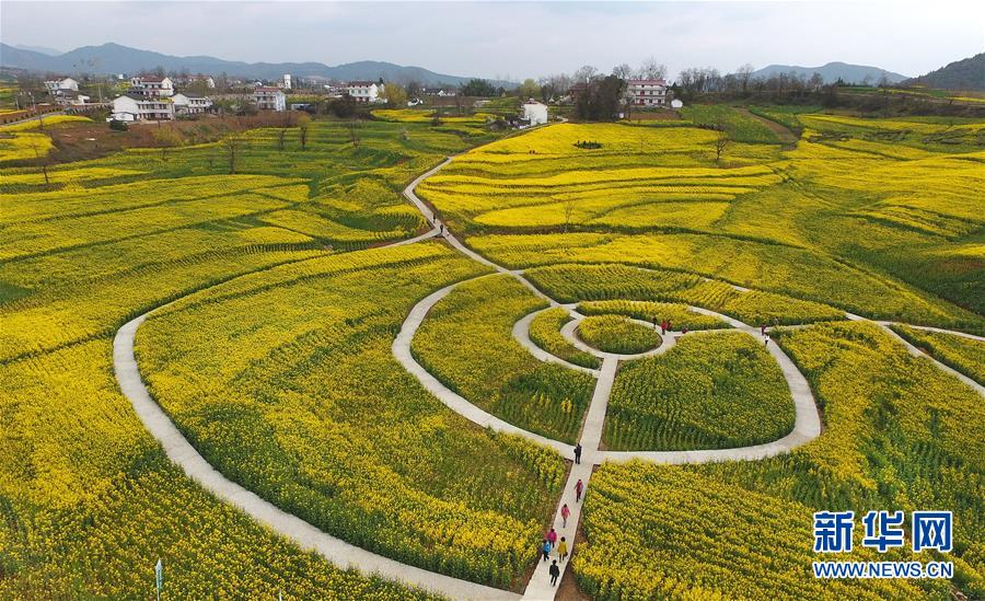 陜西漢中：風(fēng)過(guò)田野菜花黃