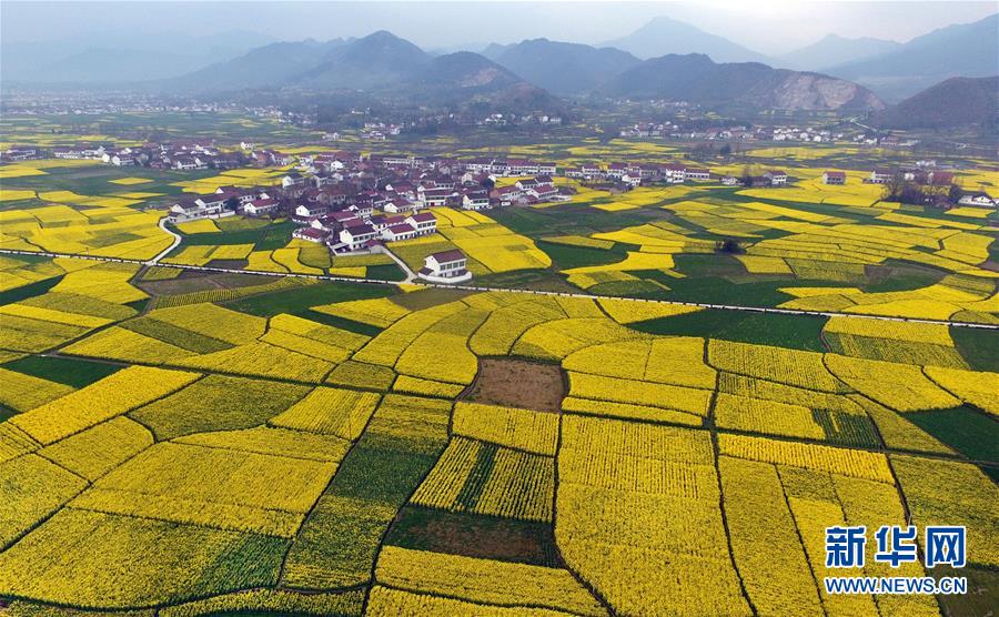 陜西漢中：風(fēng)過田野菜花黃