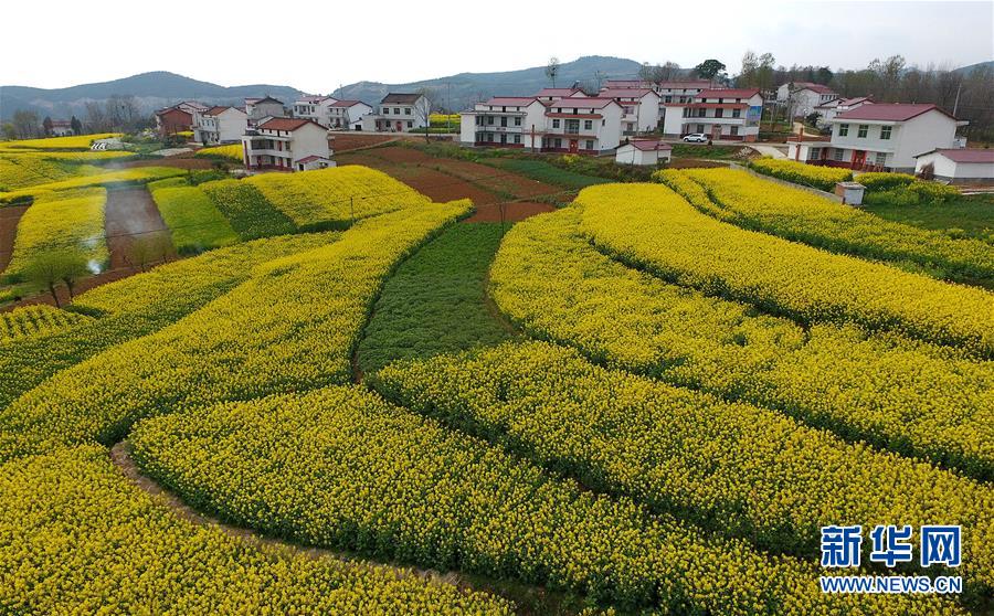 陜西漢中：風過田野菜花黃