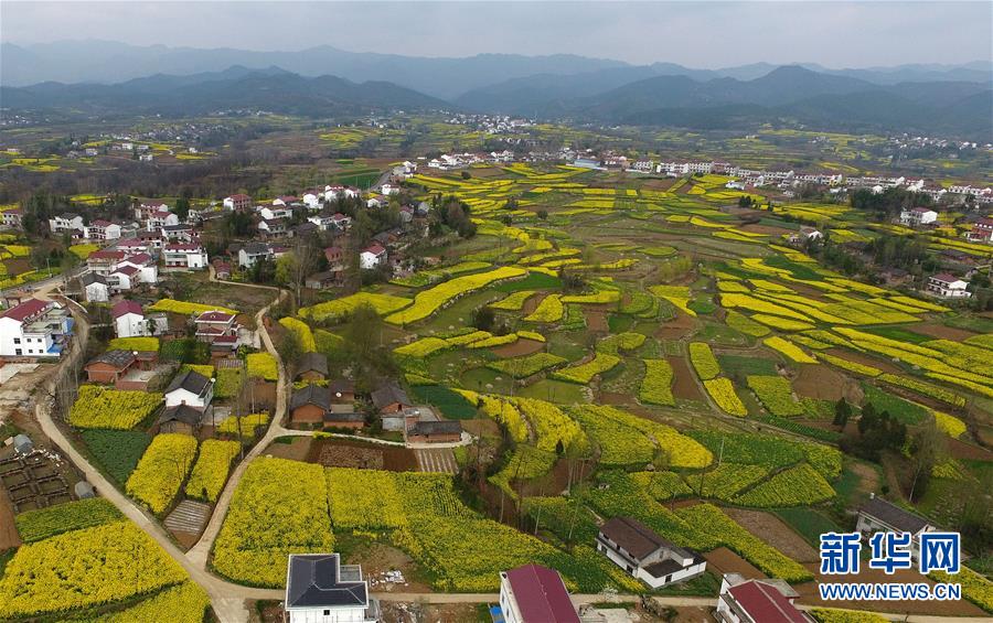 陜西漢中：風(fēng)過田野菜花黃