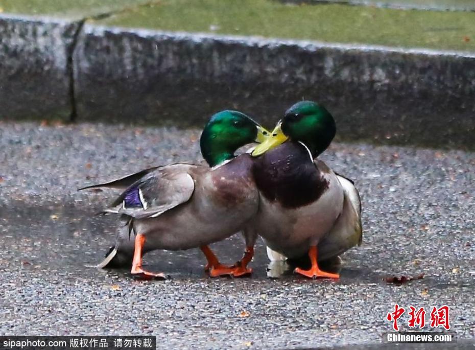 膽大包天！兩只鴨子在英國首相府前激戰