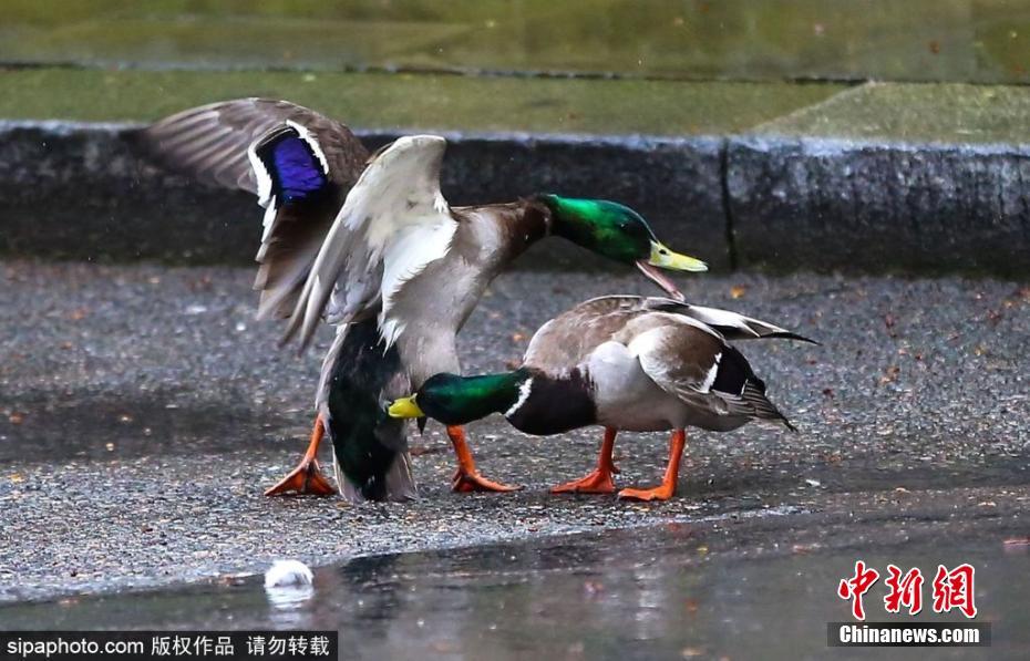 膽大包天！兩只鴨子在英國首相府前激戰(zhàn)