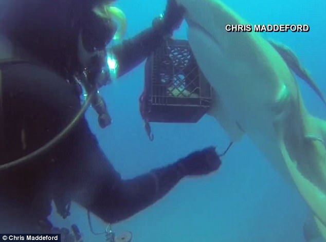 難以置信！鯊魚求救 讓潛水員拔出體內鉤子