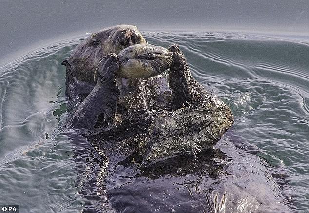 這些動物是要成精嗎？（圖）