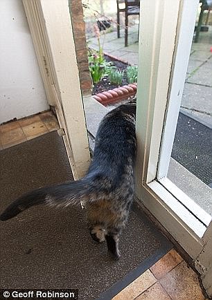 這些動物是要成精嗎？（圖）