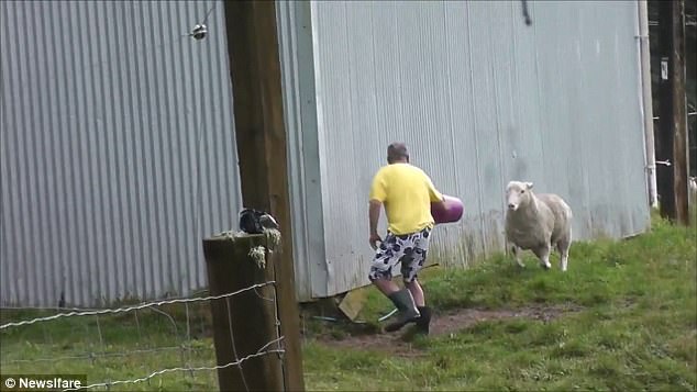 別以為我溫柔！憤怒綿羊沖向農民一幕