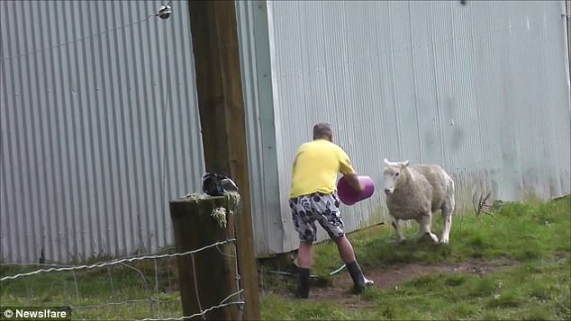 別以為我溫柔！憤怒綿羊沖向農民一幕