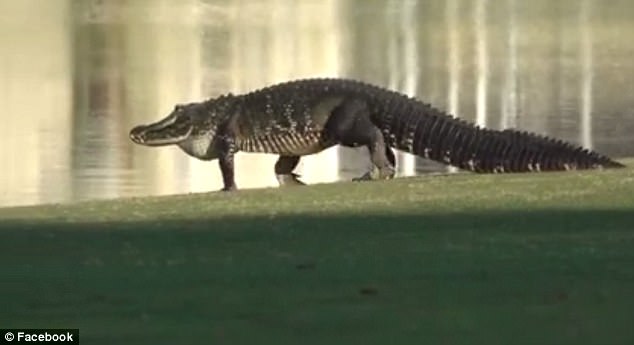 這些殺手有點萌！16條鱷魚寶寶跟著媽媽喬遷新居