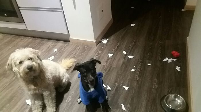 都是主人的錯！當(dāng)你讓寵物獨自留在家中之后