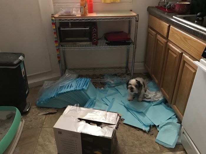 都是主人的錯！當你讓寵物獨自留在家中之后