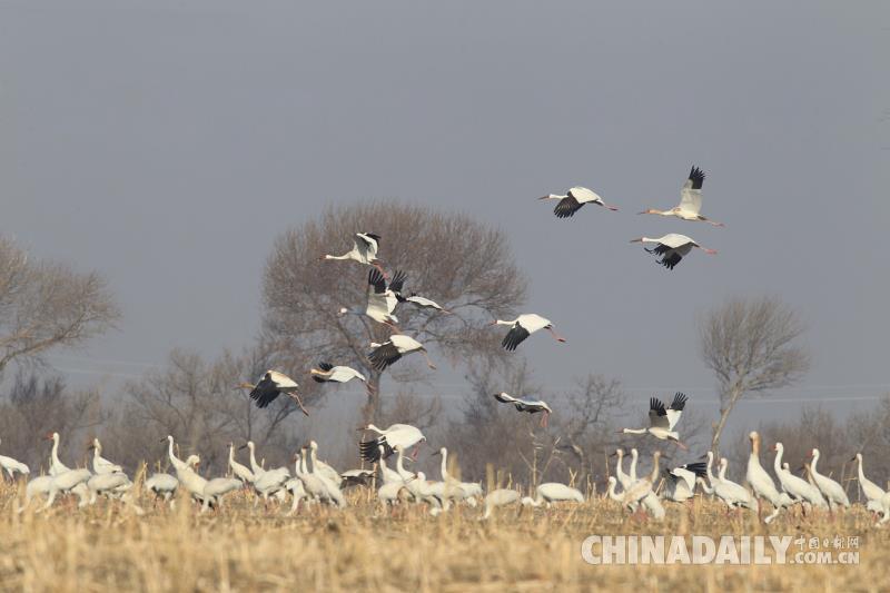 2000只白鶴會集吉林鎮賚 唱響春天的序曲