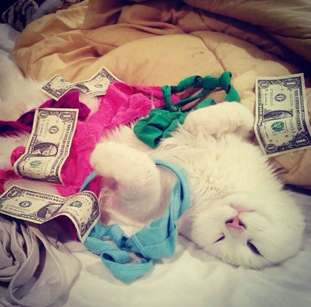 當“不靠譜”人類接管你的寵物之后……