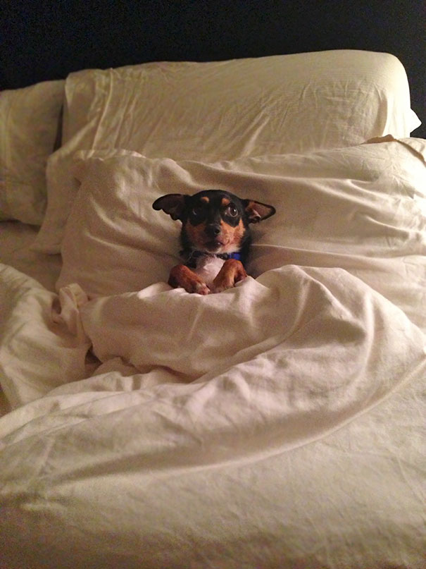 當(dāng)“不靠譜”人類接管你的寵物之后……