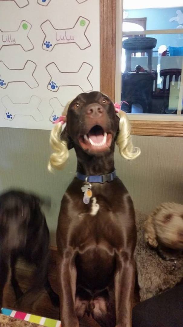 當(dāng)“不靠譜”人類接管你的寵物之后……