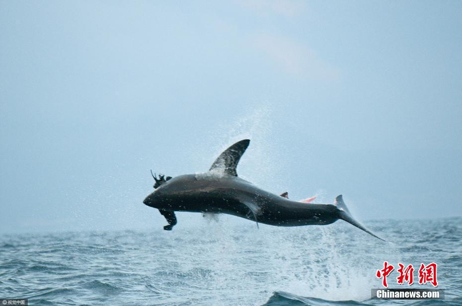 大白鯊也會“飛” 躍出海面1.5米捕食海豹