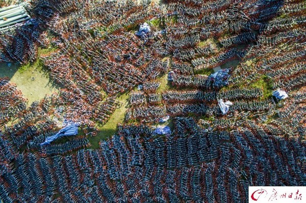 航拍廣州共享單車中轉站　密密麻麻如彈簧