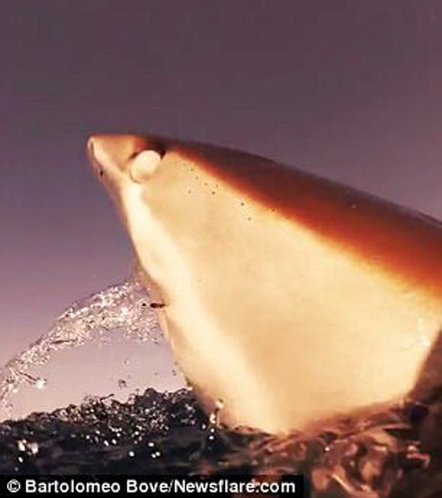 屏住呼吸！鯊魚捕食特寫畫面曝光