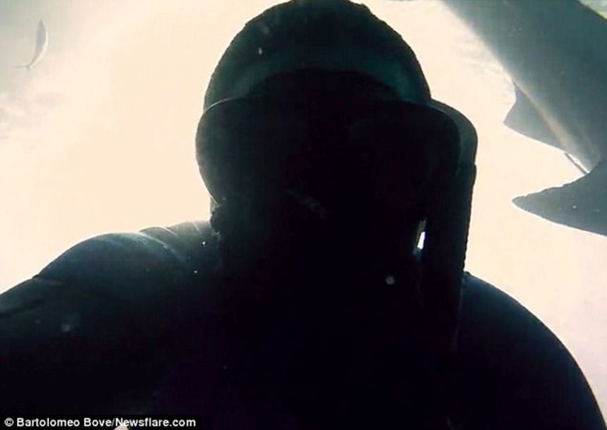 屏住呼吸！鯊魚捕食特寫畫面曝光