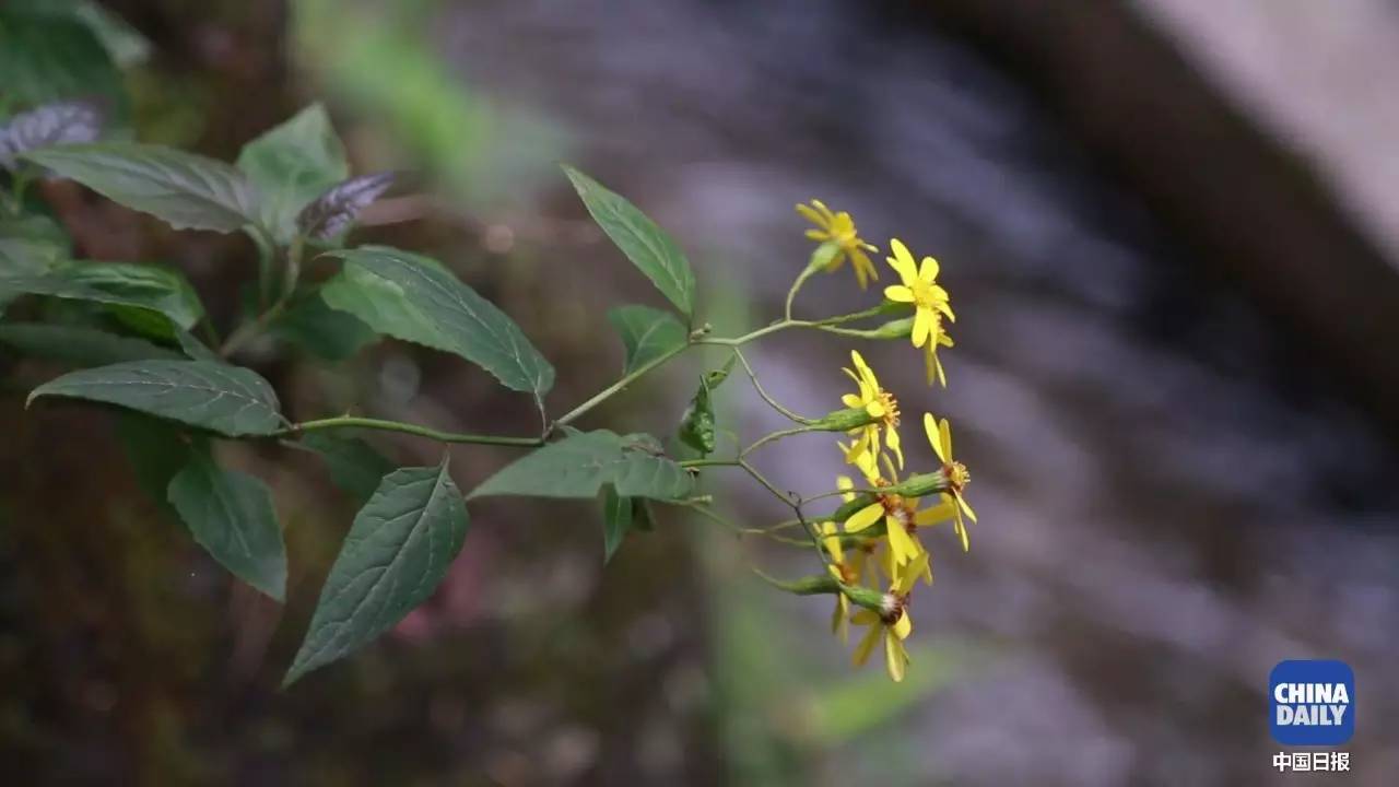 解碼中國丨這位當(dāng)代“愚公”在懸崖峭壁上鑿出7千米水渠,現(xiàn)實比神話傳說更震撼!
