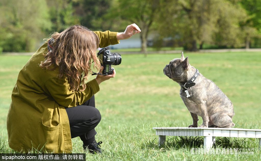 肖像藝術(shù)家為狗狗拍攝“證件照” 小家伙嚴(yán)肅可愛