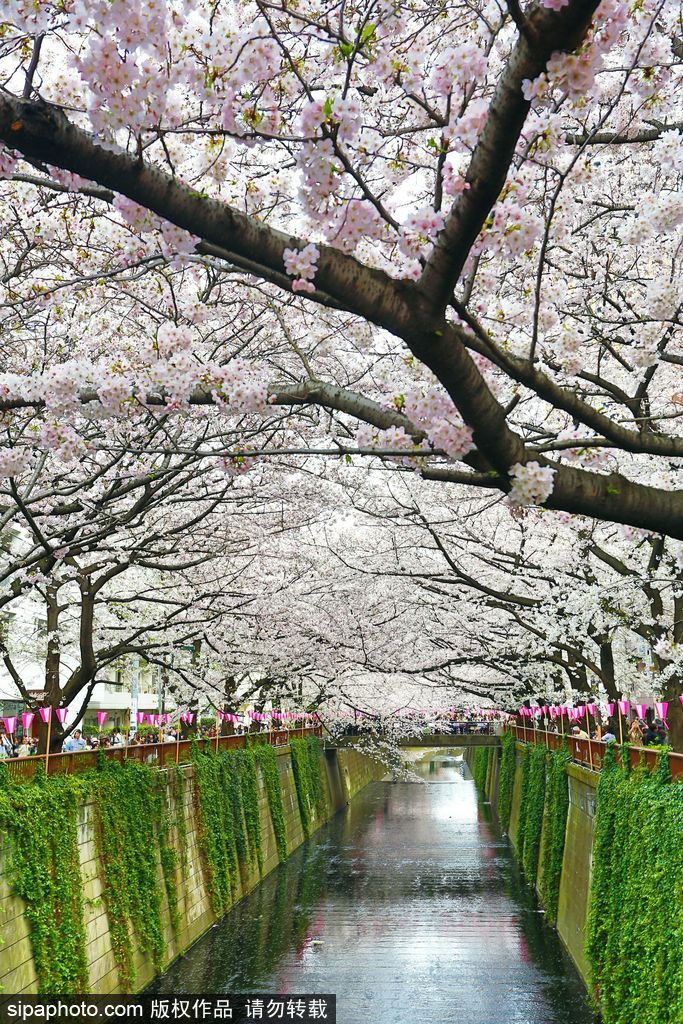 日本櫻花季之目黑河畔 絕美夢幻陶醉春光