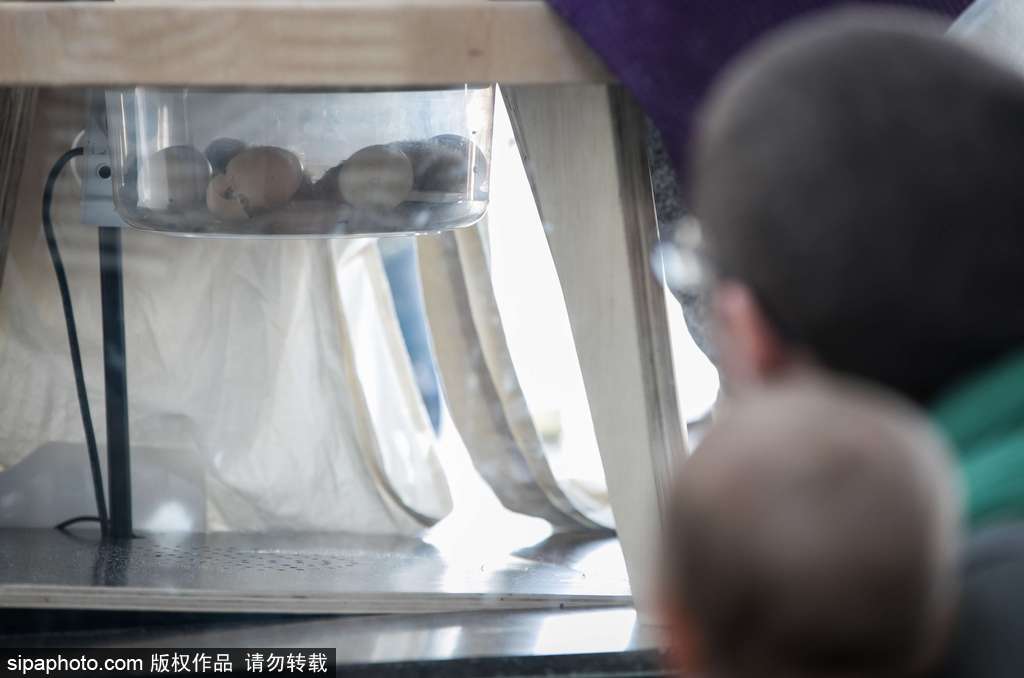 法國男子嘗試“孵蛋” 3周后成功孵化一顆雞蛋