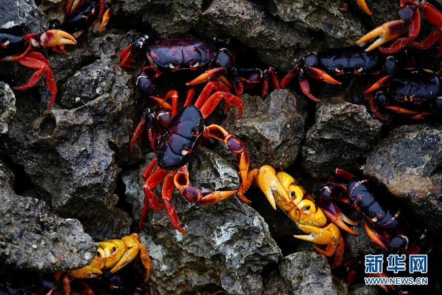 古巴吉隆灘螃蟹產卵