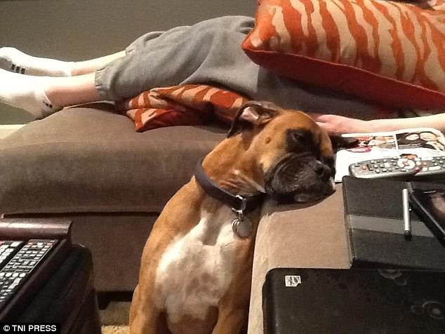 真心有點累 汪星人各種搞笑睡姿大合集